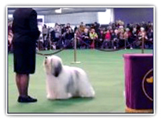 Westminster 2015 Best of  Breed