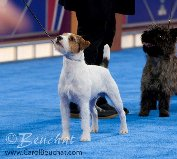 Parson Russell Terrier